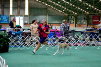 Whippet Club of Victoria - Sept 2022