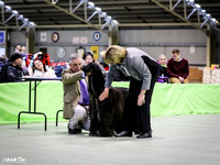 Junior Kennel Club of Victoria Best in Show - 11th July 2015