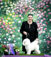 Champ Show - Varieties of Bichon Related Breeds - 22 Aug 15