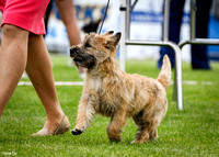 Morwell/Traralgon Kennel Club - Saturday Baby - Neuter in Show