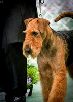 Airedale Club of Victoria 10 August 2019